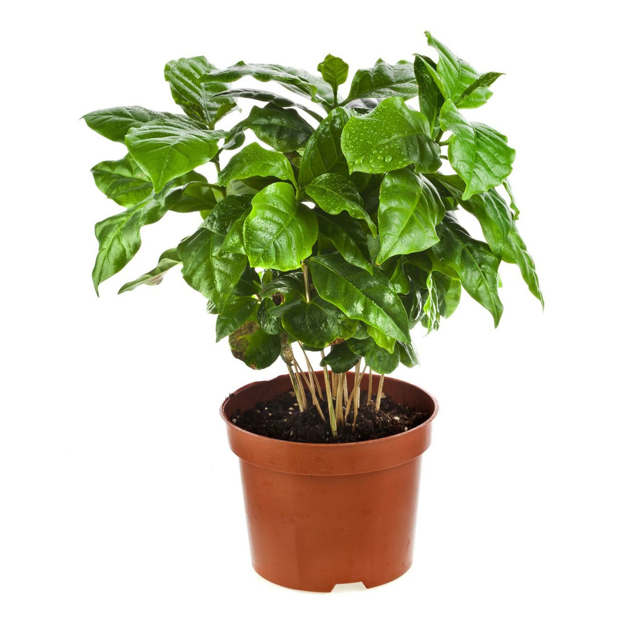 

Кофе Orangery coffea arabica h30 см d12 см