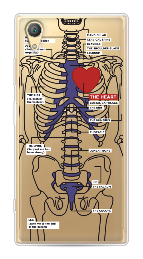 

Чехол на Sony Xperia XA1 plus "Скелет человека", Прозрачный;синий;красный, 53050-1