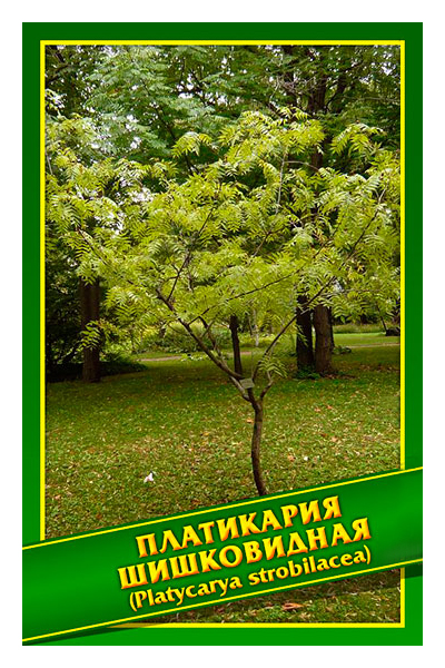 

Семена Платикария Шишковидная, 1 г Симбиоз