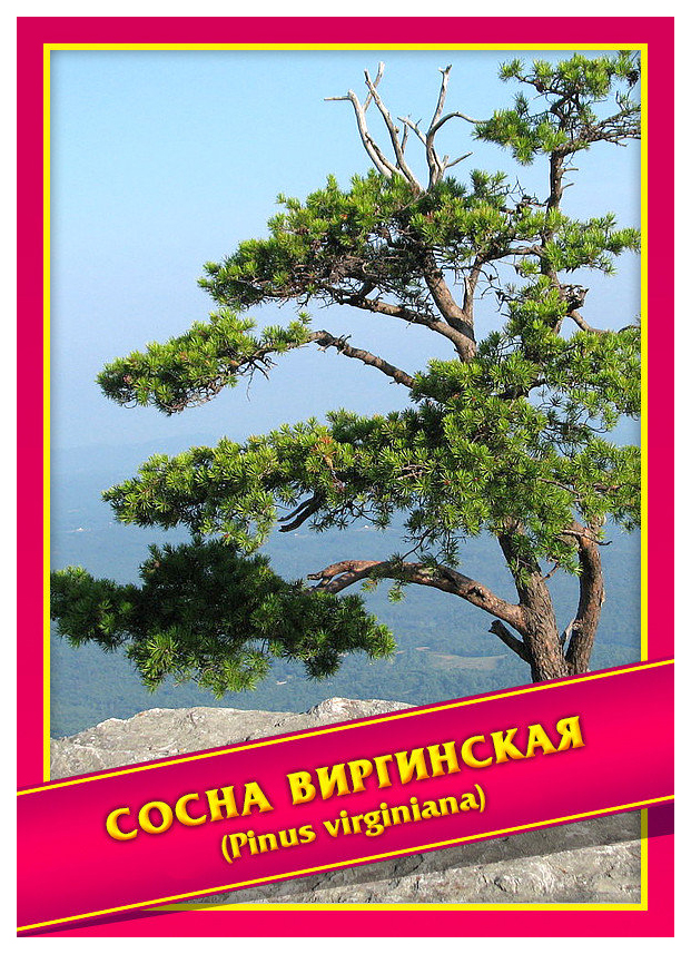 

Семена Сосна Виргинская, 0,1 г Симбиоз