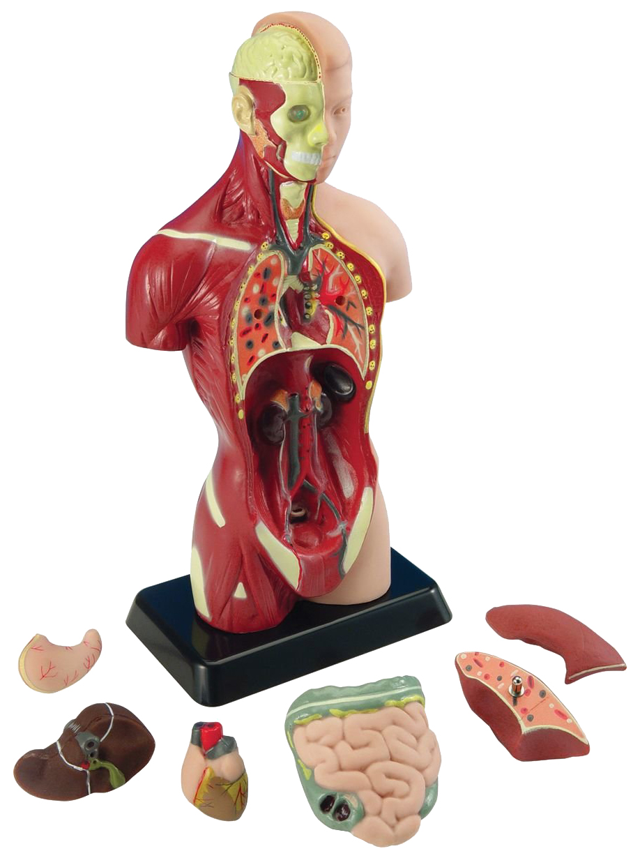 фото Анатомия человеческого тела edu-toys
