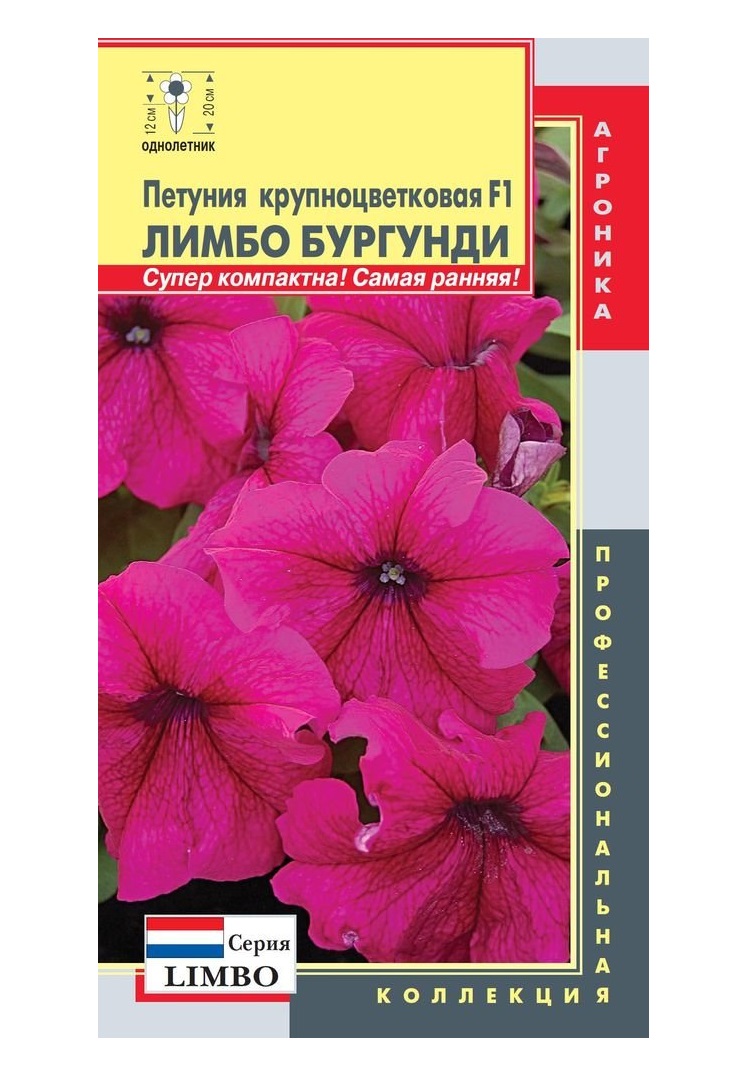 Петуния лимбо описание. Петуния бургунди f1. Петуния Лимбо бургунди. Петуния грандифлора Лимбо Джи пи бургунди. Петуния крупноцветковая Лимбо.