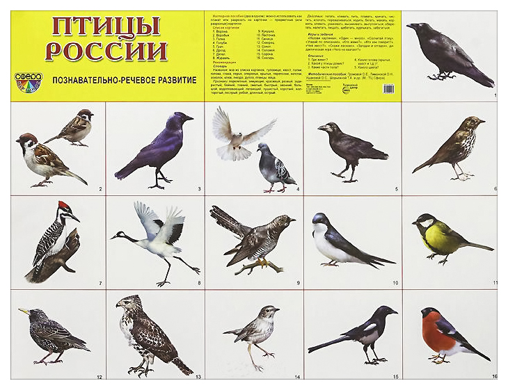 Птицы России Фото С Названиями Для Детей