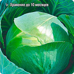 

Семена Капуста белокочанная Коля F1, 15 шт, Семена Алтая, 210334