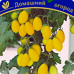 

Семена Томат Грушенька F1, 3 шт, Сады России, 199320