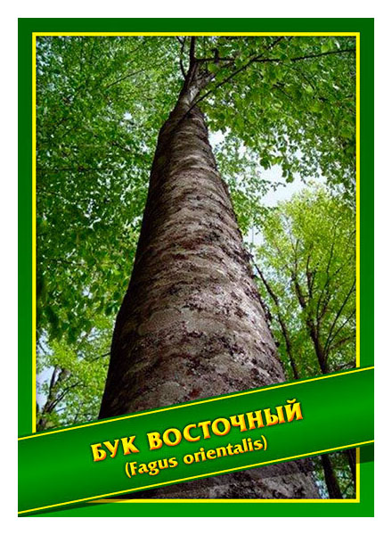 

Семена Бук Восточный, 3 шт, Симбиоз