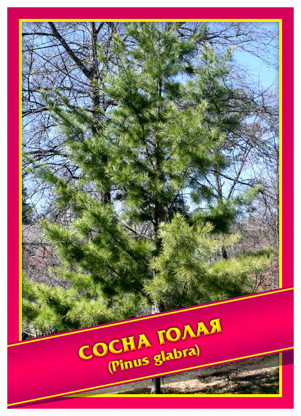 

Семена Сосна Голая, 0,1 г Симбиоз