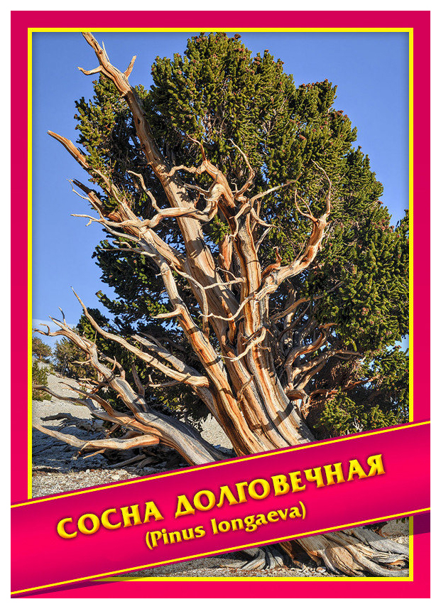 

Семена Сосна Долговечная, 0,1 г Симбиоз