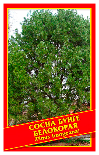 

Семена Сосна Бунге/Белокорая, 2 шт, Симбиоз