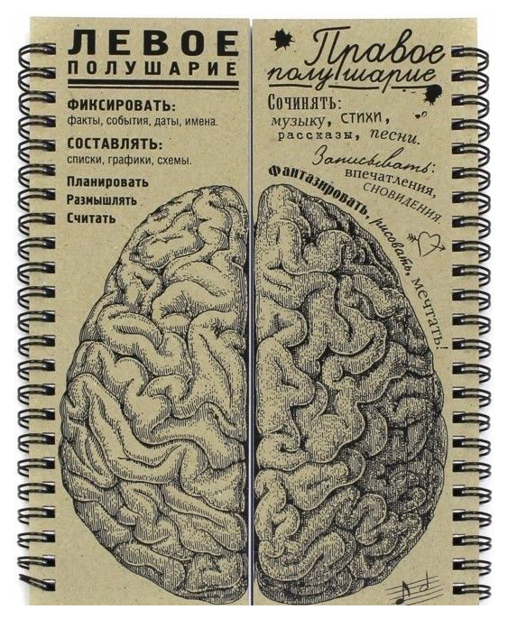 

Блокнот «Мозги. Полушария (равные)»