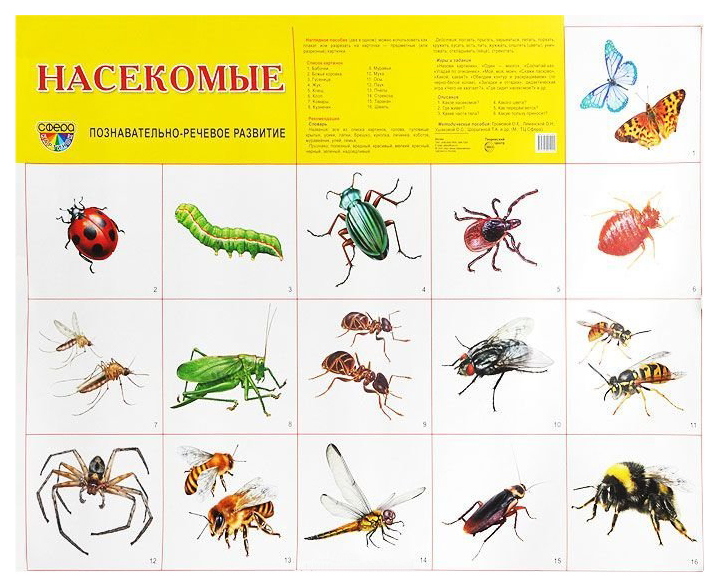 

Демонстрационный плакат насекомые 26881