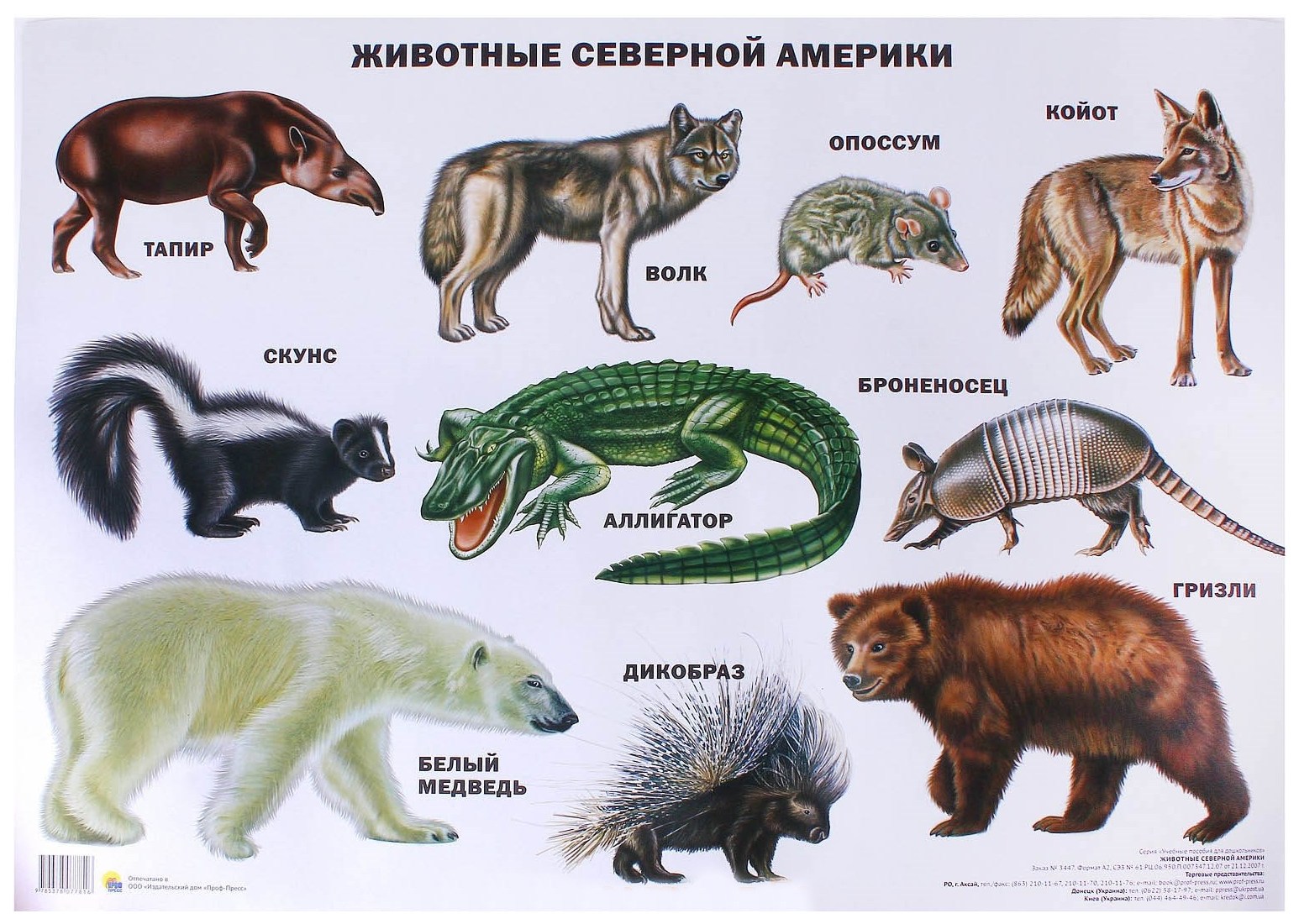 Какие звери находятся. Плакат животные Северной Америки 978-5-378-07781-6. Животные Северной Америки. Жичотныесеверной Америки.
