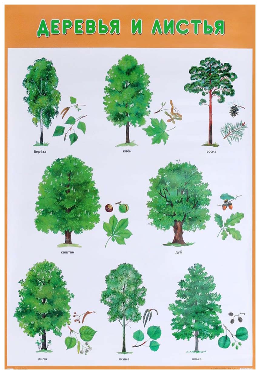 Лиственные деревья для детей