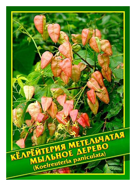 

Семена Кёлрёйтерия Метельчатая/Мыльное дерево, 1 г Симбиоз
