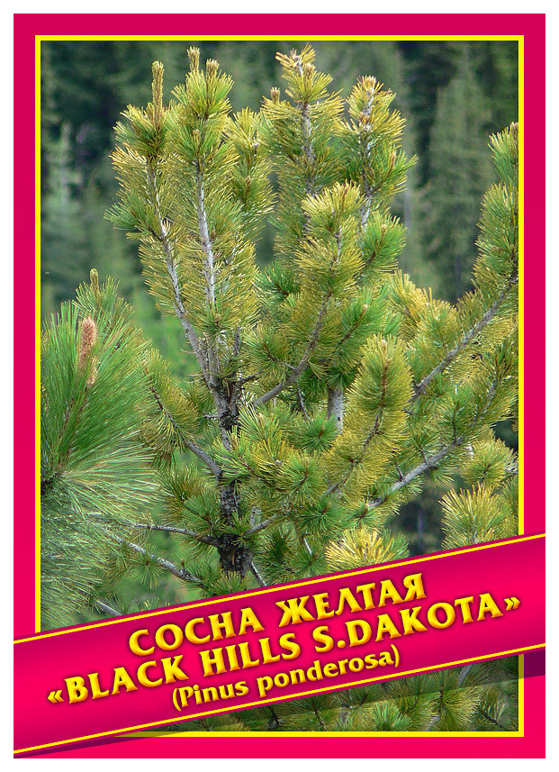 

Семена Сосна Желтая «Black Hills S,Dakota», 0,3 г Симбиоз