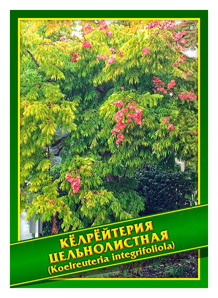

Семена Кёлрёйтерия Цельнолистная, 1 г Симбиоз
