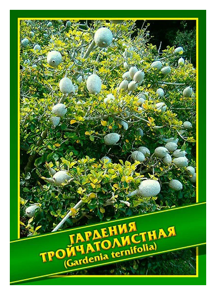 

Семена Гардения Тройчатолистная, 3 шт, Симбиоз