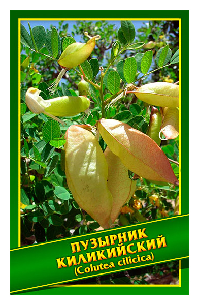 

Семена Пузырник Киликийский, 0,1 г Симбиоз