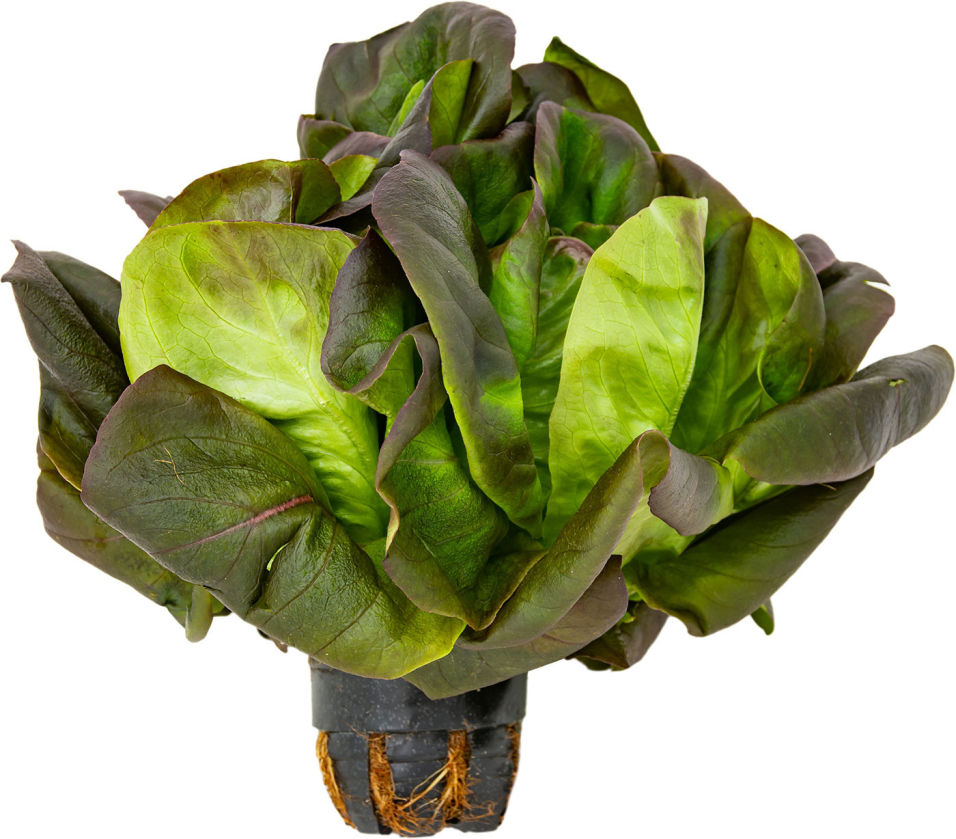 

Салат Маслянистый красный в горшке