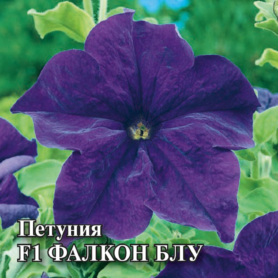 

Семена петуния Фалкон Блу F1 Гавриш 1071856167-1 1 уп.