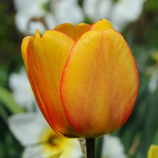 

Луковицы тюльпан Best Dutch Bulbs Апельдорн 2 шт.