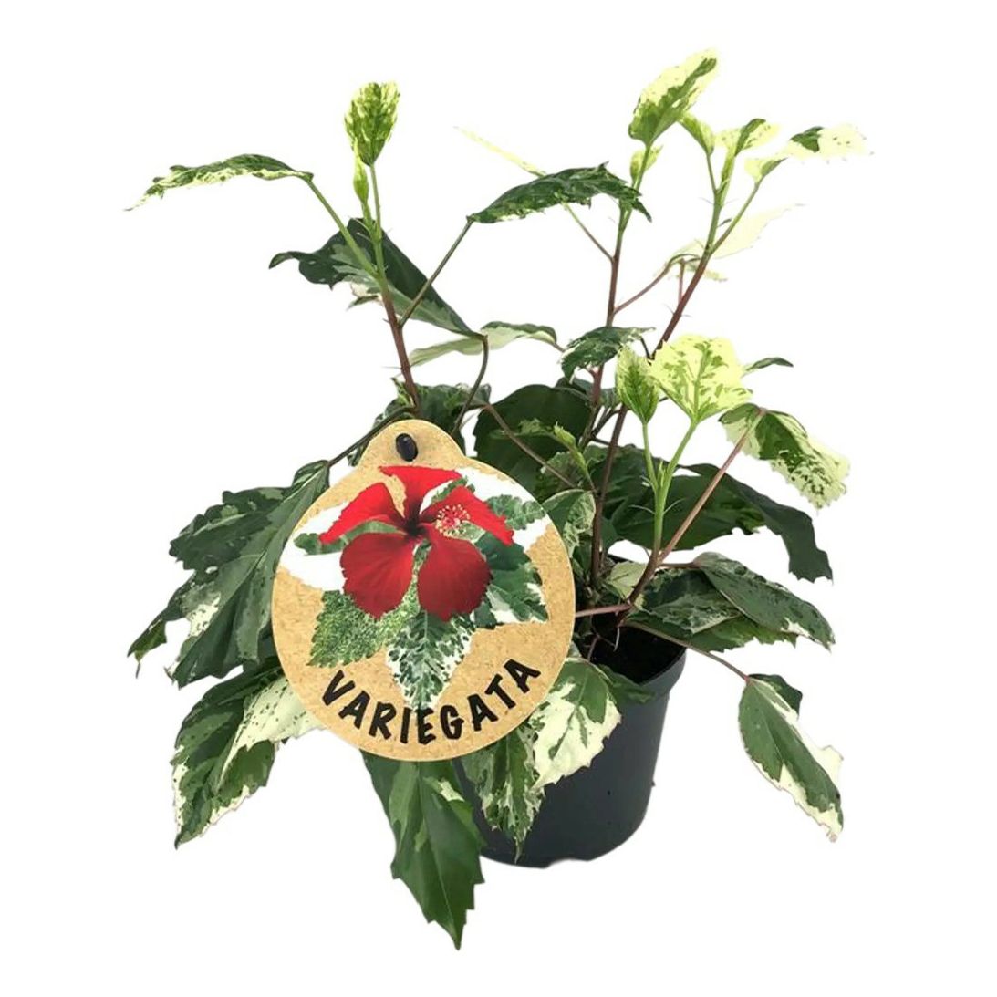 

Гибискус Вариегата h20 см d12 см