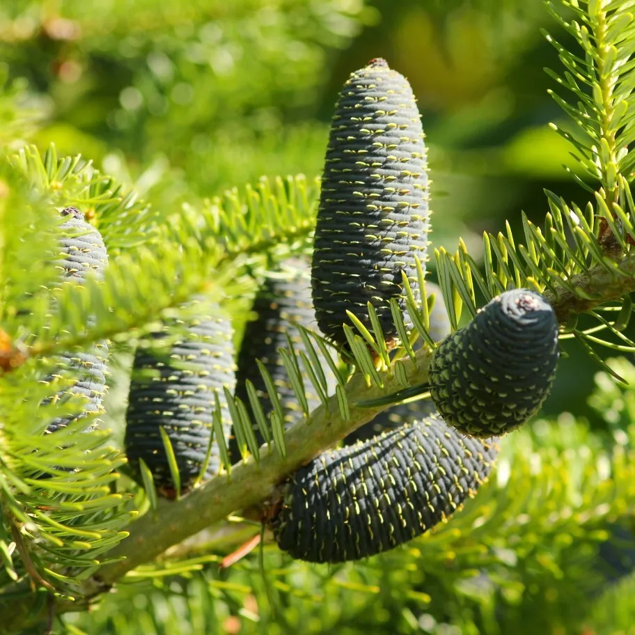 

Семена Орешка Пихта цельнолистная 20 шт.