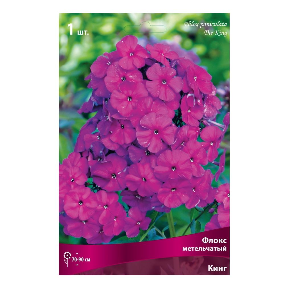 

Флокс метельчатый Кинг Поиск