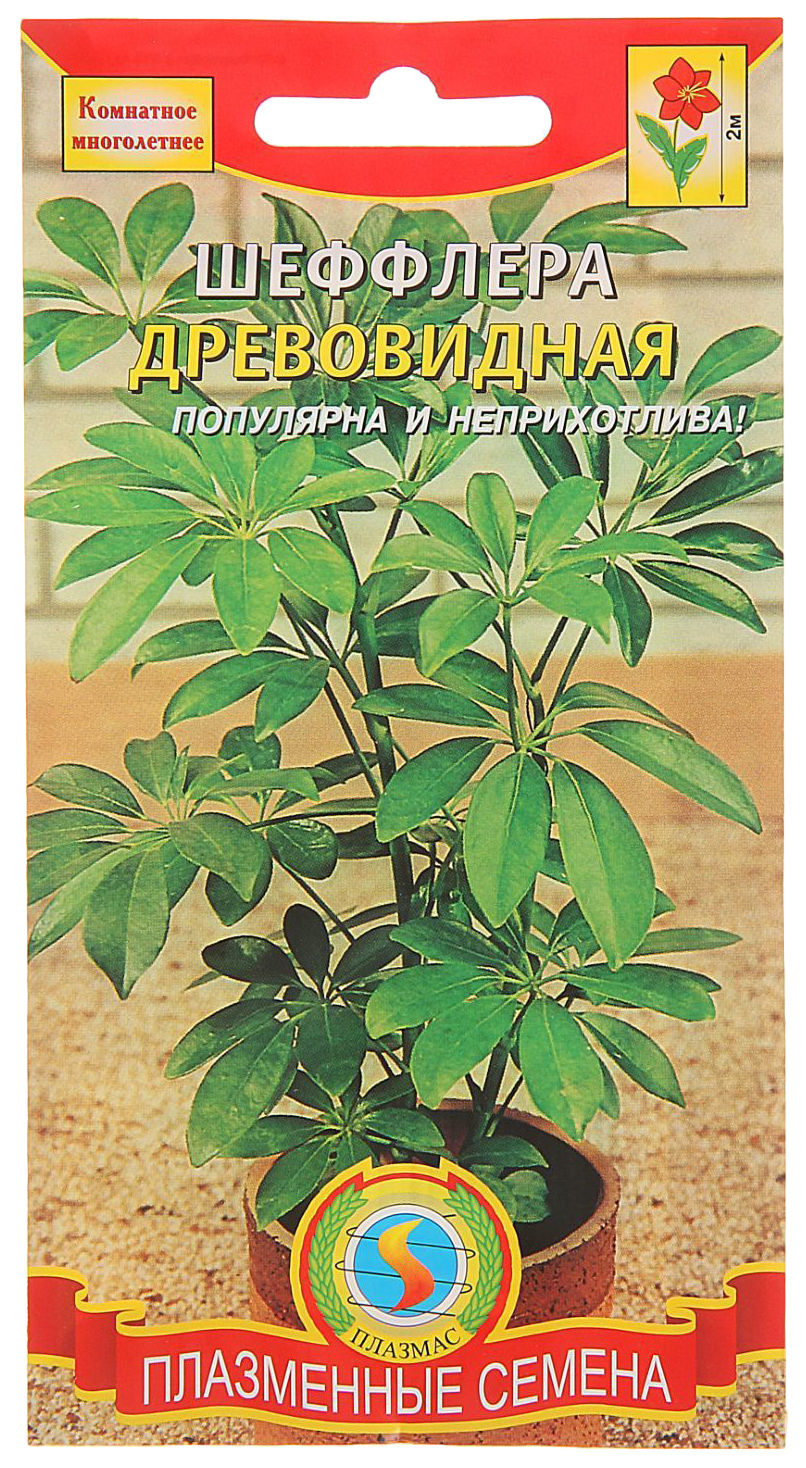 

Семена Шеффлера Древовидная, 5 шт, Плазмас
