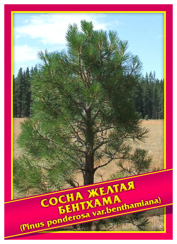 

Семена Сосна Желтая Бентхама, 0,2 г Симбиоз