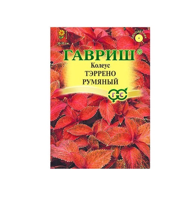 

Семена Колеус Тэррено Румяный, 5 шт, Элитная клумба Гавриш