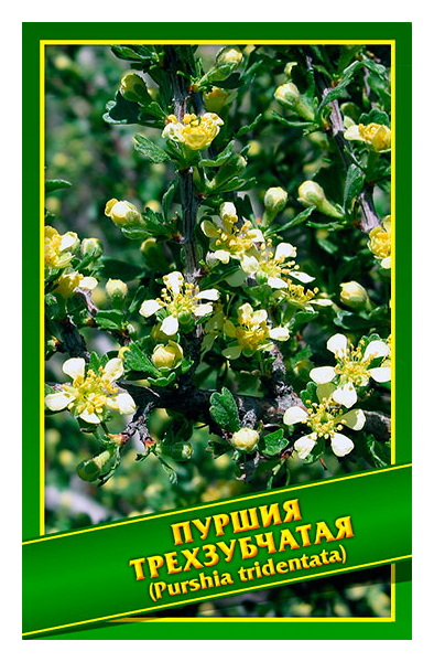 

Семена Пуршия Трехзубчатая, 0,5 г Симбиоз