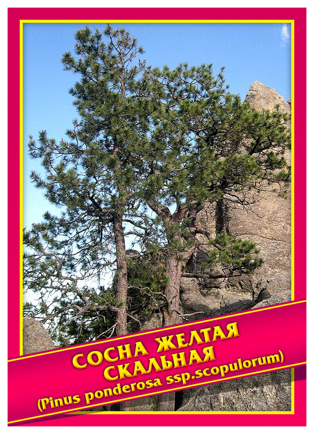 

Семена Сосна Желтая Скальная, 0,3 г Симбиоз