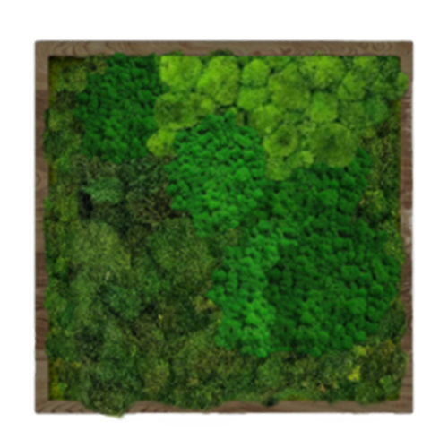 

Панно для интерьера GardenGo 50х50см из натурального стабилизированного мха зеленого цвета, 13