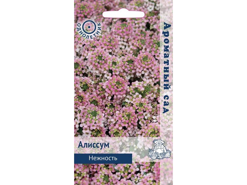 

Семена Алиссум Нежность, 20 шт, Поиск