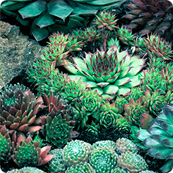 

Семена Молодило Каменистый сад, Смесь, 0,05 г АЭЛИТА