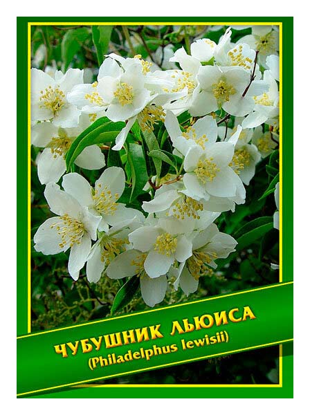 Семена Чубушника Фото