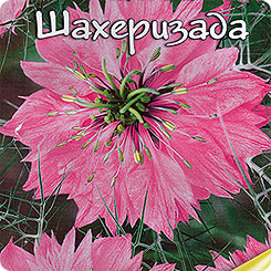 

Семена нигелла СеДеК Шахеризада 98813 1 уп.