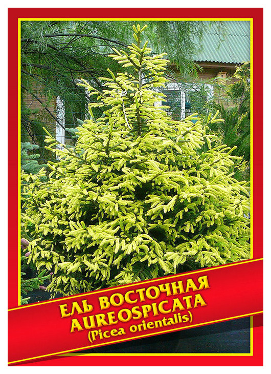

Семена Ель Восточная «Aureospicata», 10 шт, Симбиоз