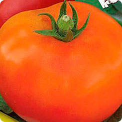 

Семена Томат Бочка меда, 0,05 г, Premium seeds, 188891