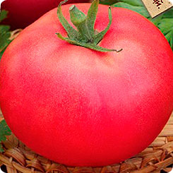 

Семена Томат Малиновый мед F1, 0,05 г, Premium seeds, 188893