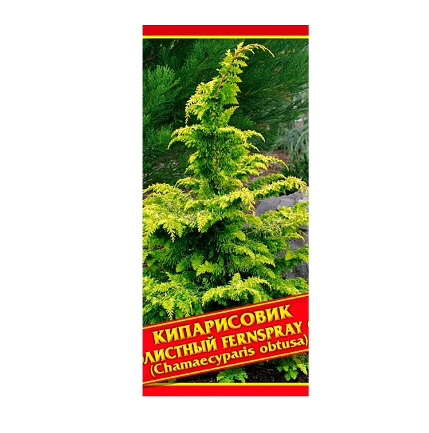 

Семена Кипарисовик Туполистный «Fernspray Gold», 0,2 г Симбиоз
