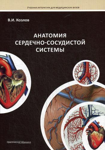 Анатомия Сердечно-Сосудистой Системы