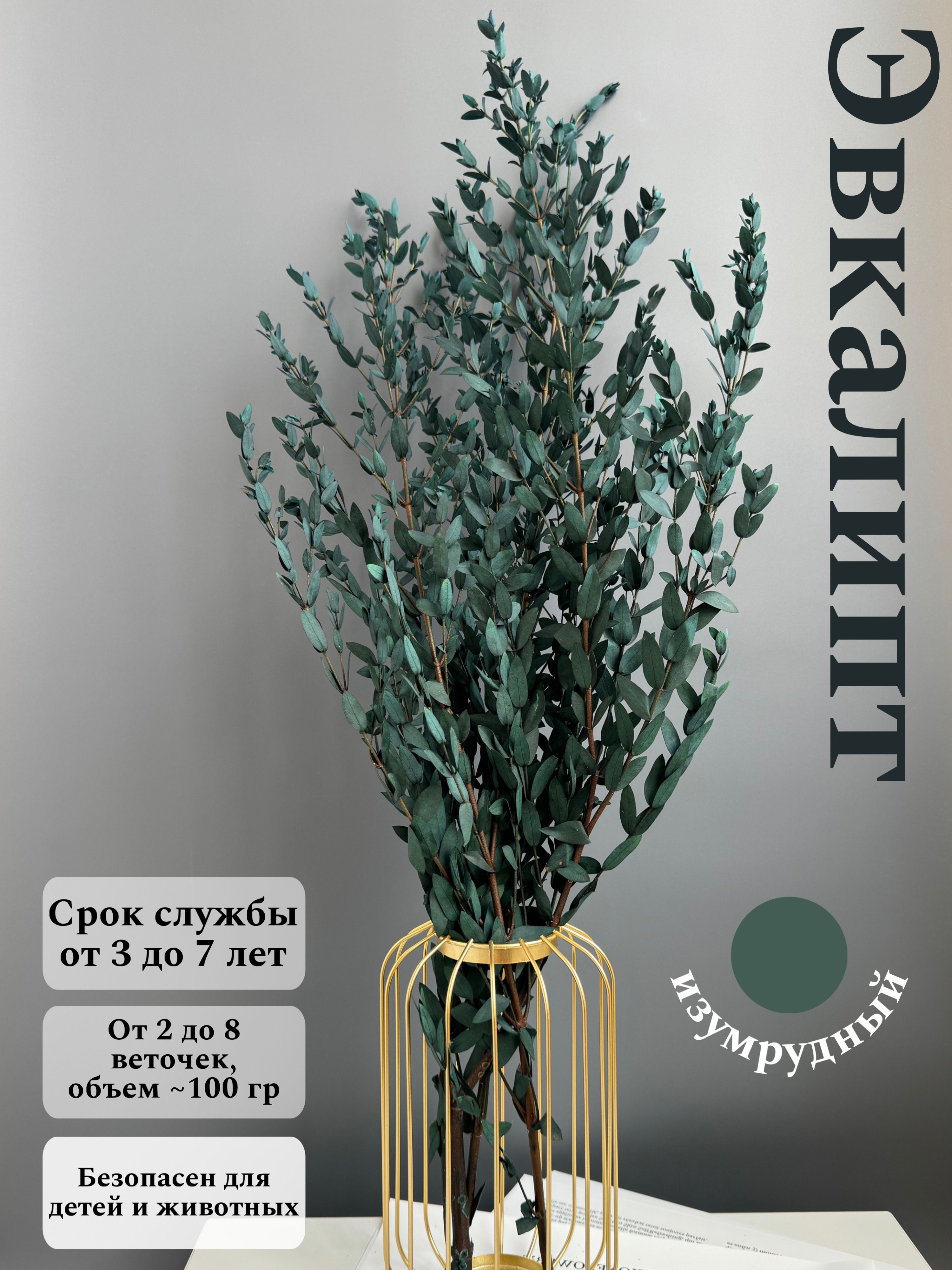 

Эвкалипт Парви стабилизированный сухоцвет для декора, Голубой, эвкалипт парви