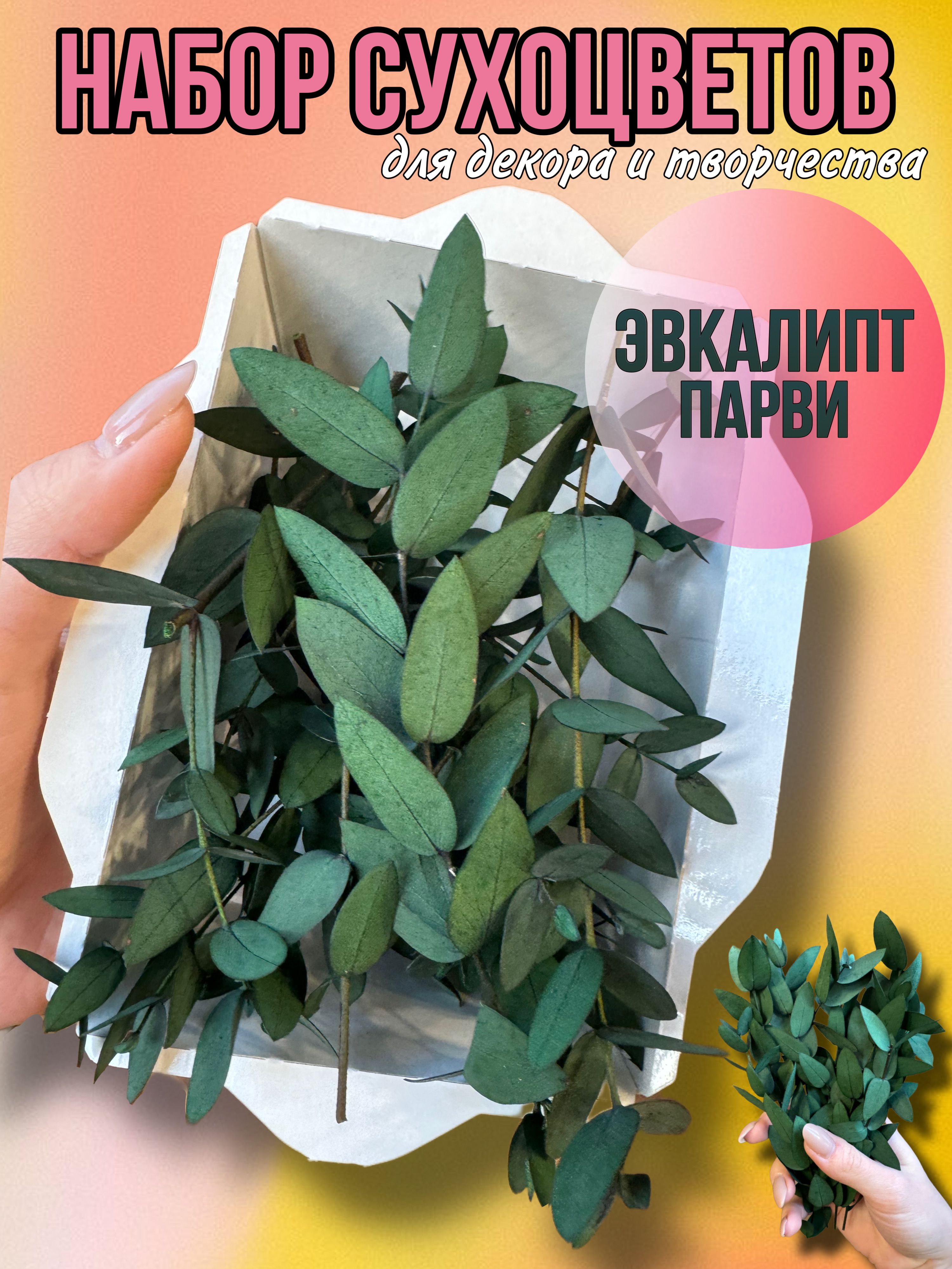 

Эвкалипт сухоцветы для декора и творчества, Зеленый, наборы эвкалипт