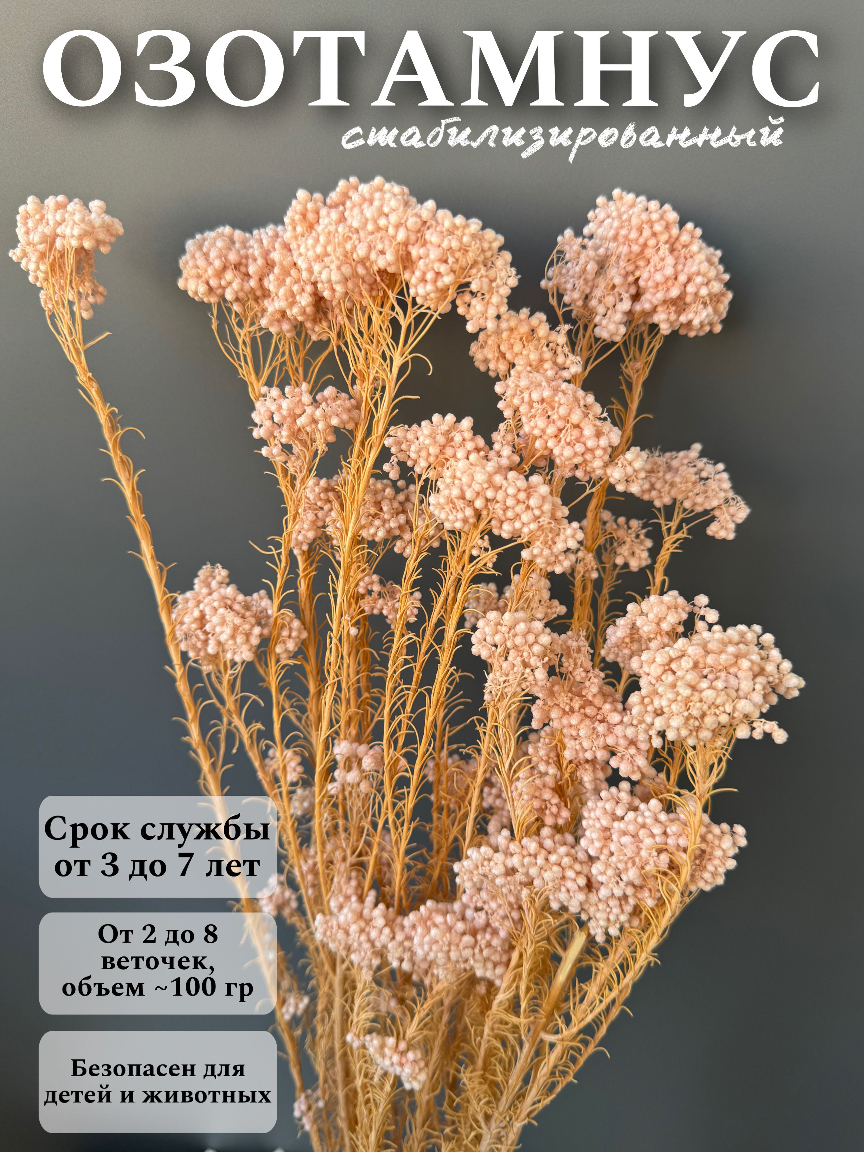 

Озотамнус (Диосми) Рисовый цветок стабилизированный, Бежевый, озотамнус