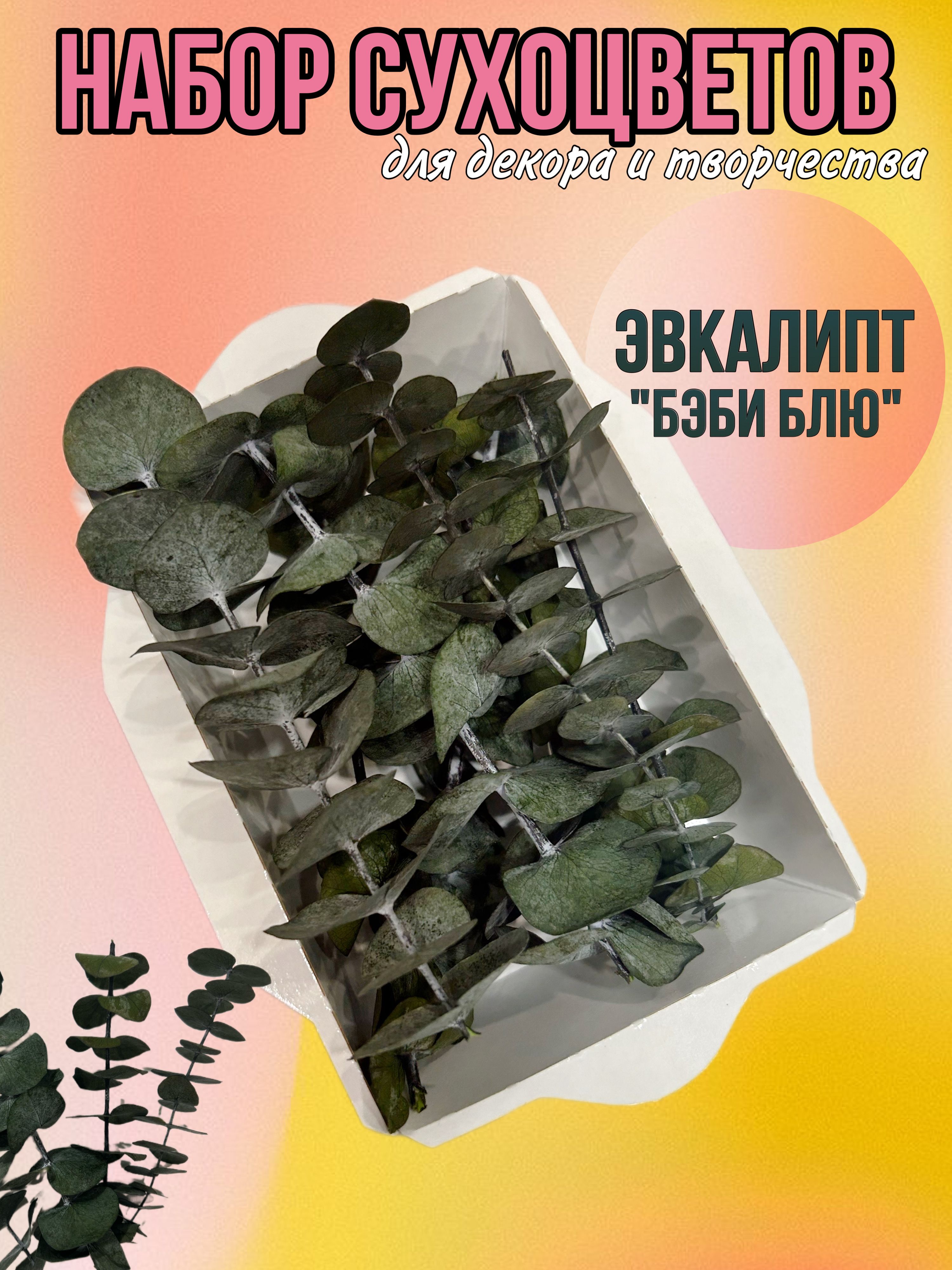 

Эвкалипт для декора и творчества, Зеленый, наборы эвкалипт