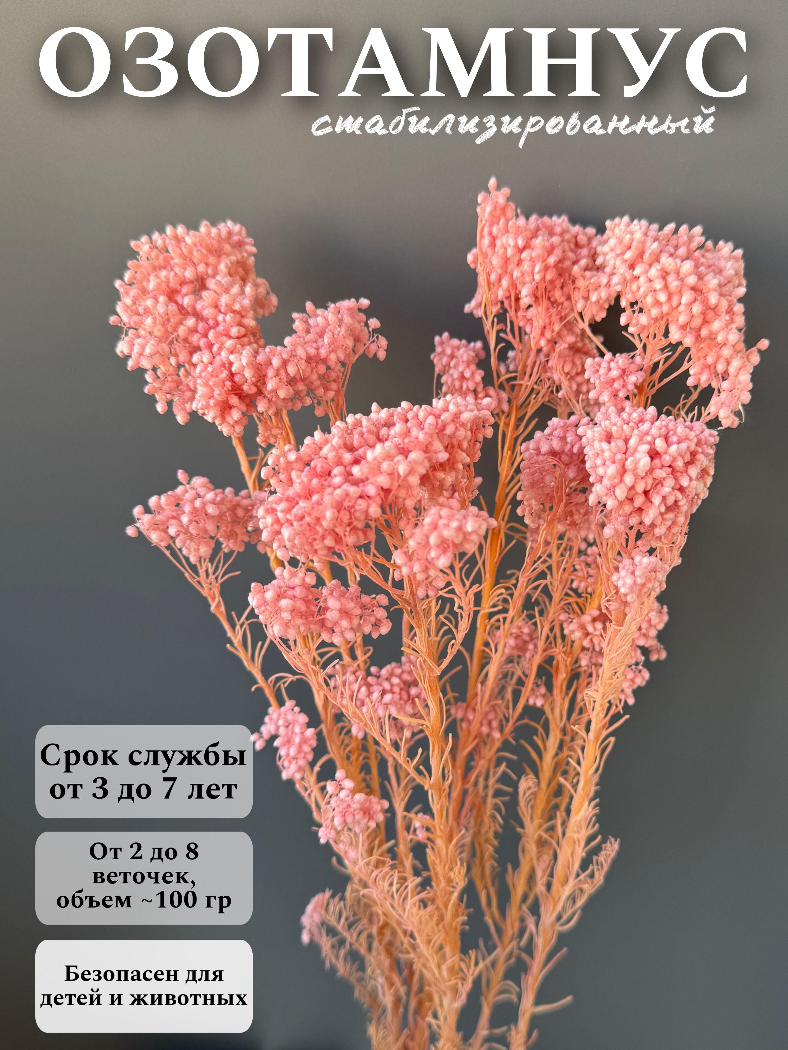 

Озотамнус (Диосми) Рисовый цветок стабилизированный, Розовый, озотамнус