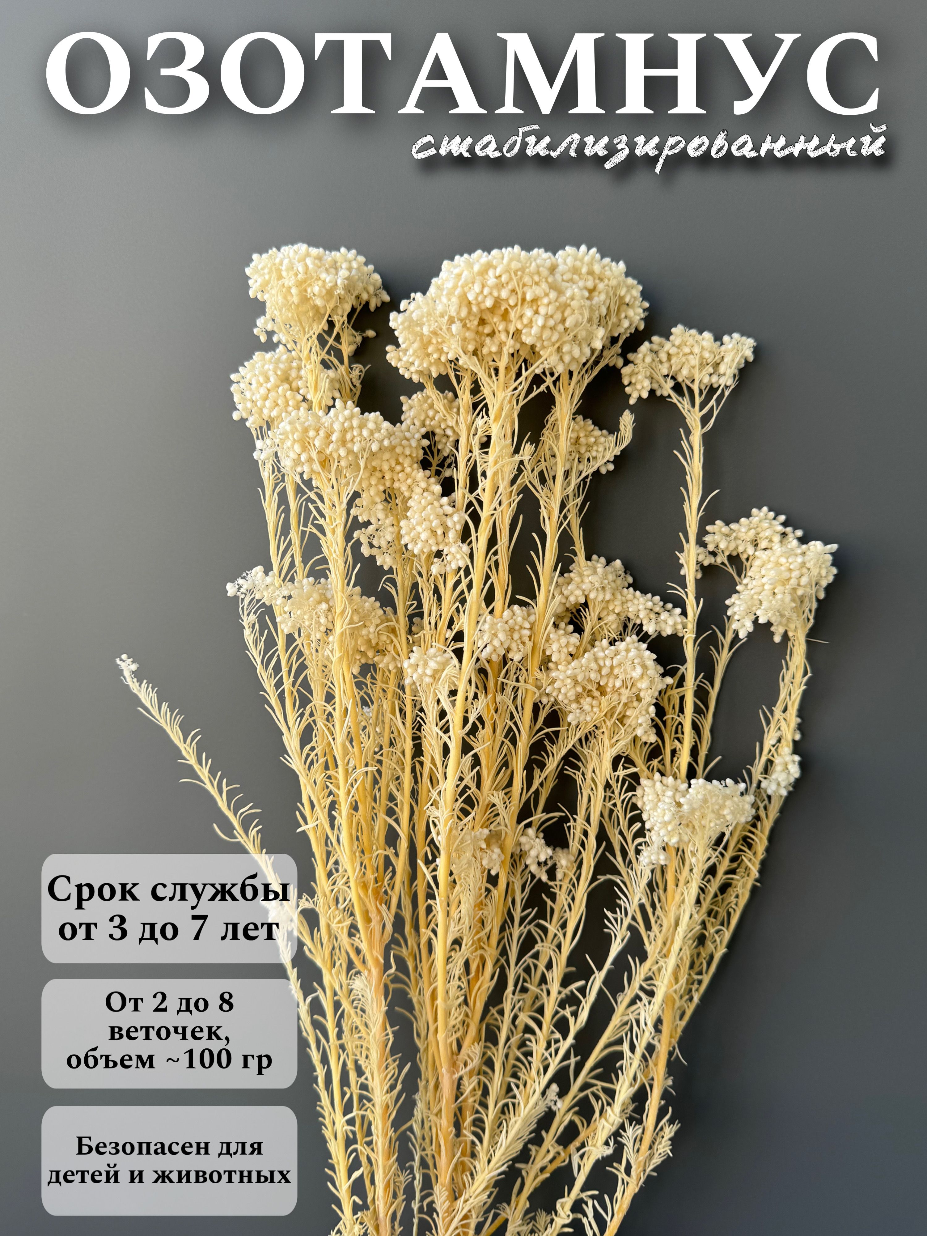 

Озотамнус (Диосми) Рисовый цветок стабилизированный, Белый, озотамнус