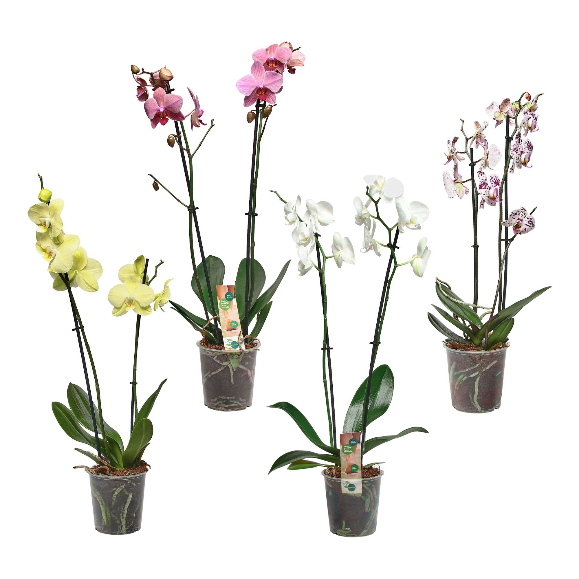 

Фаленопсис Orangery phalaenopsis h60 см d12 см в ассортименте (цвет по наличию)